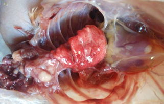 四大热门鸡病解剖实例图 安卡拉 肠炎 绦虫 滑液囊支原体