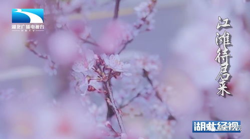 赏樱季,武汉这个地方有条樱花径,快来隔屏共赏满树繁花