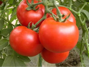 9月种西红柿晚不晚 8月份露天能种西红柿吗