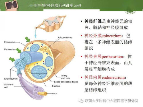 外周神经影像解剖及相关疾病简介