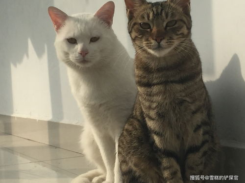 土猫可以当成宠物饲养吗 来 看看网友们是怎么回答的