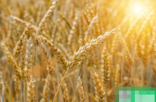 全国小麦收割时间表新鲜出炉 小麦最佳收割时间