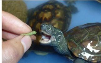 怎么让乌龟吃龟粮 