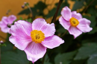 菊之韵，花之美，花的拼音词语菊花怎么写