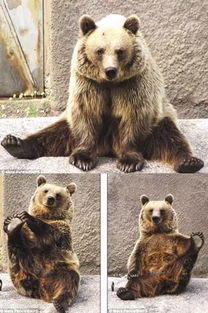 毛绒棕熊特效怎么弄好看，毛绒熊怎么制作(毛绒熊熊图片)