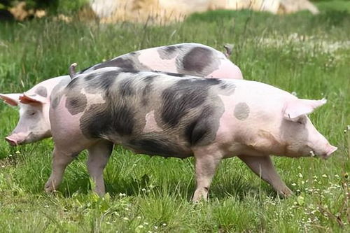 皮特兰猪有什么特点 皮特兰猪的优缺点介绍,养猪人快来了解吧