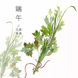 中医说 端午节为什么又被称为 卫生节