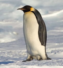 最大的企鹅