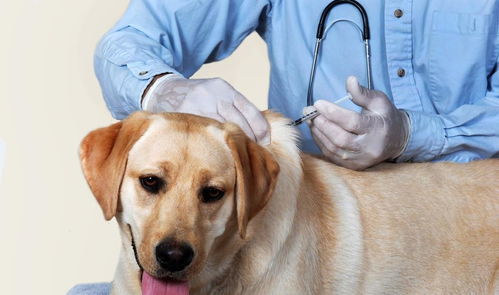 为什么宠物医院收费这么贵 算一算你家宠物看病花了多少钱