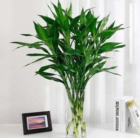 客厅养什么绿植最旺家,适合养在客厅的招财花？