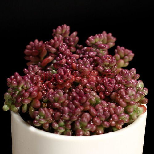 紫米粒多肉植物怎么种,紫米粒多肉植物是一种美丽的植物，它们具有紧凑的形状和独特的颜色