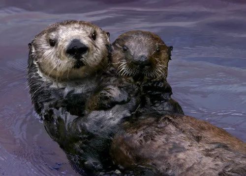 全世界真正 好 的水族馆 看看这一个