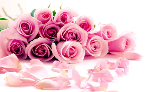 粉玫瑰花语祝福,粉玫瑰寄语