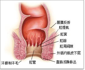 肛管癌术后一年发现腹沟有包块是不是代表转移了