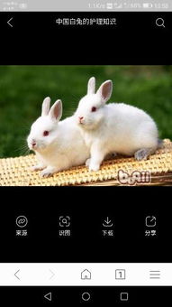 兔子年龄,能长多大,什么品种 