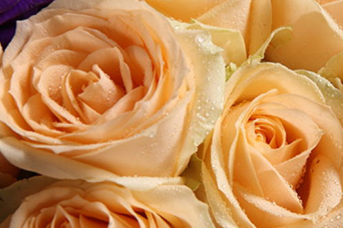 金色海岸玫瑰花束花语,玫瑰花的花语各是什么？