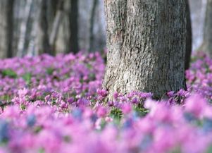 桃花运旺的女命八字