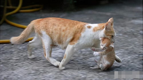 母猫叫声唤小猫图片