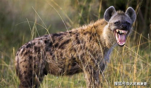 鬣狗抢花豹猎物,没想到被流浪的狮子捕食,花豹趁机对小鬣狗下手