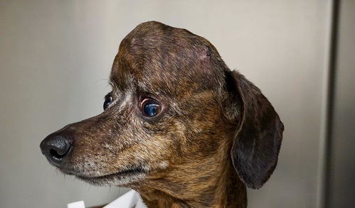 加拿大狗狗颅骨长肿瘤生命垂危 安装3D打印头骨恢复健康 