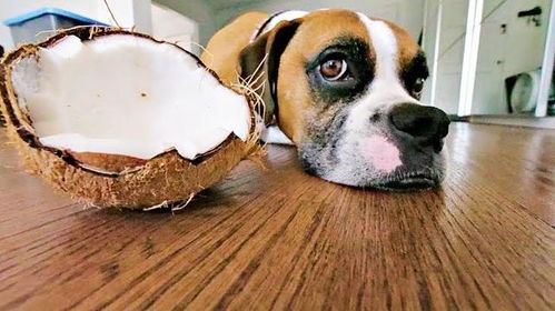 椰子水成为养生新宠 把这些分享给狗狗,能让它们变得更为健康吗