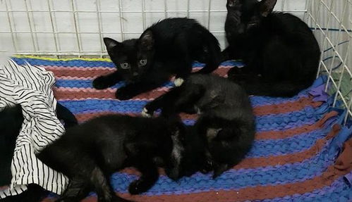 垃圾堆捡到四只小黑猫,竟被朋友说不吉利,捡猫女孩霸气反击
