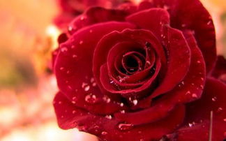 12朵玫瑰花是怎样的含义,12朵玫瑰花的花语