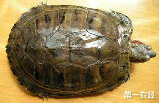 巴西龟能活多少年啊？