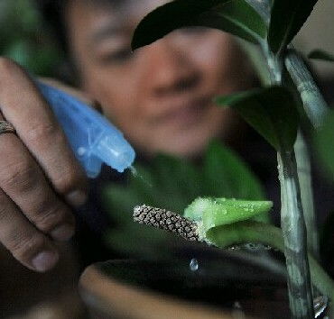 给花浇水往托盘里浇行吗,给花浇水