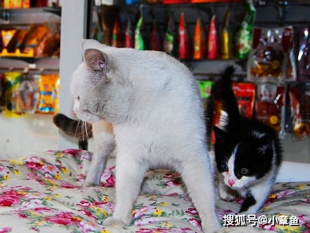 宠物店收养了一只流浪猫,当有人买东西时,它竟做出奇怪的动作
