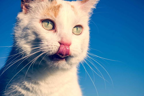 猫鼻子是干的好还是湿的好鼻子干湿能判断猫咪的健康吗(猫鼻子湿润健康还是干燥)