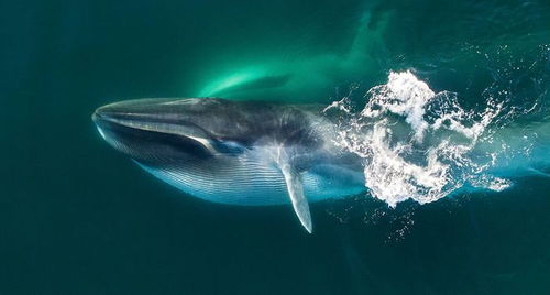 鲸爆是什么 为什么鲸鱼会爆炸