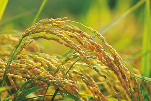 一般南方几月份收稻谷 南方双季稻的收种时间