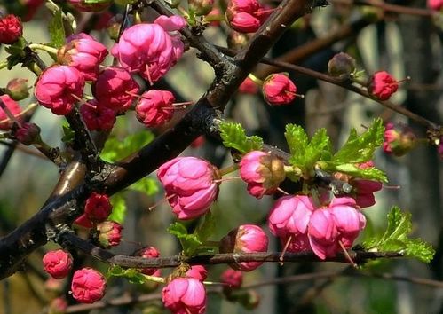 3月过后,心存旧情,念念不忘,三大星座,爱意重逢,再次转身 狮子座 