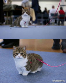 什么宠物猫最小啊 很可爱的那种 