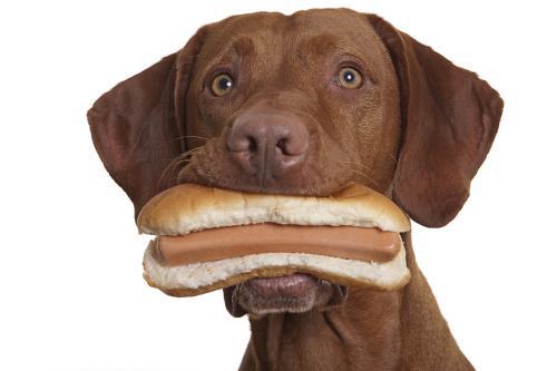 狗可以吃面包吗,狗可以吃吐司面包吗