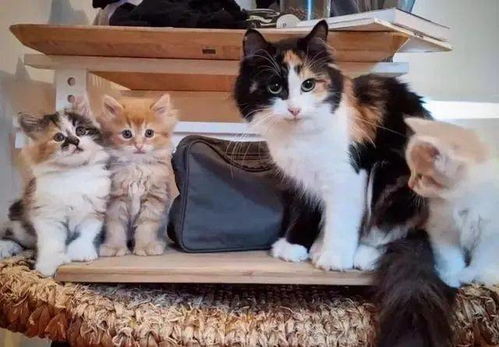 流浪母猫在男子的帮助下,顺利产下三只小猫,一家四口幸福美满