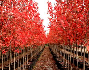 十月光辉红枫的特点,十月光辉下的红枫：秋天的绝美风景线