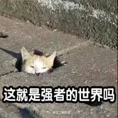 额,树上好像站了一只 猫头鹰 丨节操睡了