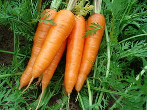 南方胡萝卜什么时候种植最好,华北地区露天秋胡萝卜几月种植？