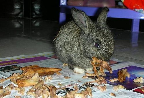 吃女朋友小兔兔会变大吗(男朋友喜欢吃我的小兔子,会变大吗)