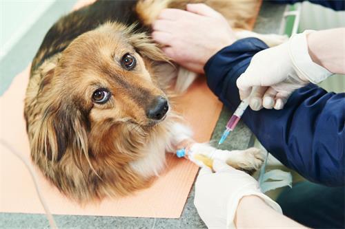 狗狗第一针的疫苗打完后第二针什么时候打 