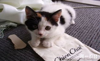 日本短尾猫哪里有卖 日本短尾猫多少钱一只
