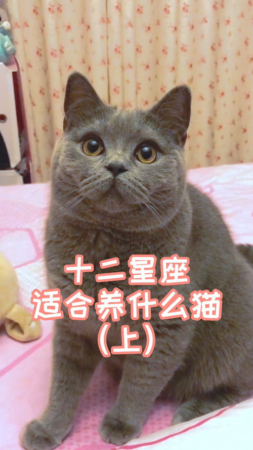 十二星座谁最适合养猫