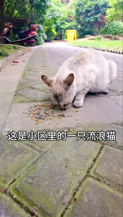 小区里有一只流浪猫直接进入我家门,貌似怀孕了 