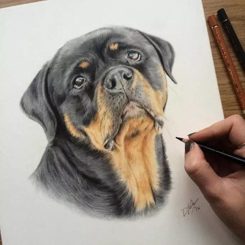 教你画超可爱的彩铅狗狗 