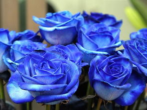 做梦梦见蓝玫瑰是什么意思 周公解梦 