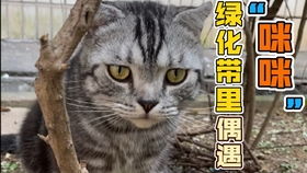 三只猫一起玩 不,两只猫看一只猪玩玩具