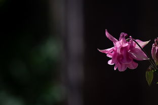 最恨花无语——揭秘古代文人悲愤之作背后的深层含义，最恨花无语的意思和造句