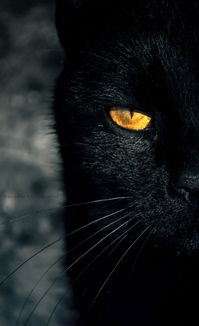 这些黑猫犀利的眼神,太霸气了... 
